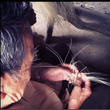 Load image into Gallery viewer, Montecristi Fino