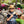 Load image into Gallery viewer, Mango Bird
