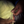 Load image into Gallery viewer, Montecristi Fino
