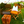 Load image into Gallery viewer, Montecristi Fino
